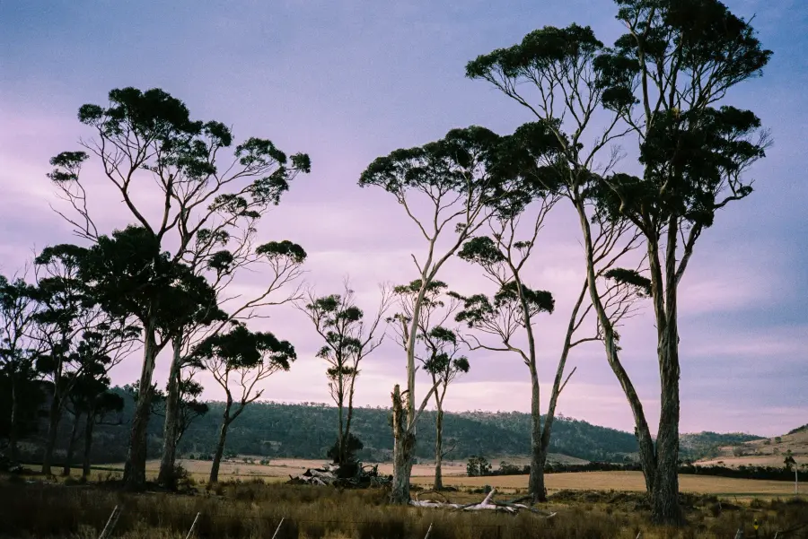 Tasmania